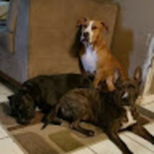 Meet your Posher, Joyce